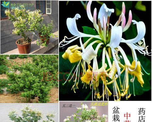 金银花水养指南（让你轻松掌握金银花的水养技巧）