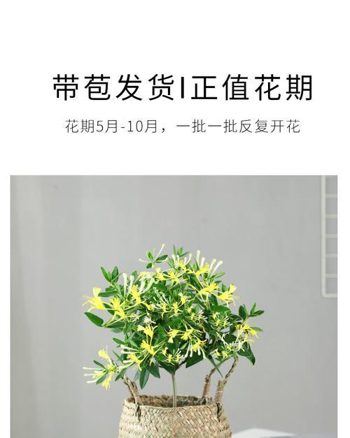 金银花盆栽的冬季养护（室内过冬的正确姿势）