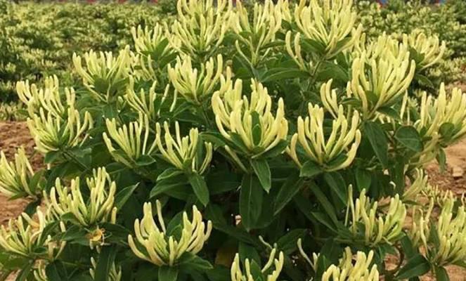 金银花的生长习性和开花特点（探究金银花的开花时间和次数）