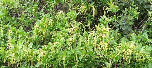 金银花是多年生植物（多年生金银花的特性及养护方法）