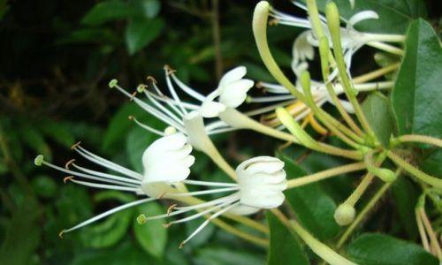 金银花叶片发黄原因及处理方法（探究金银花叶片发黄的根本原因）