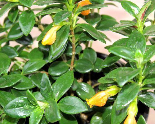 金鱼吊兰开花全攻略（几月份开花）