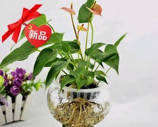 让金鱼缸更美丽的植物选择（为你的水族箱添加更多生命）