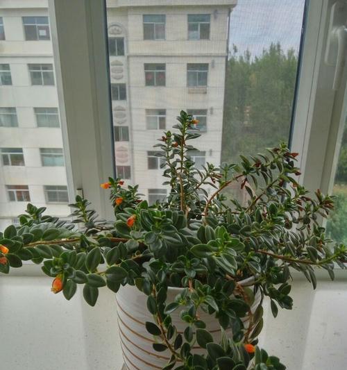 金鱼花喜阴还是喜阳（解析金鱼花的光照需求）