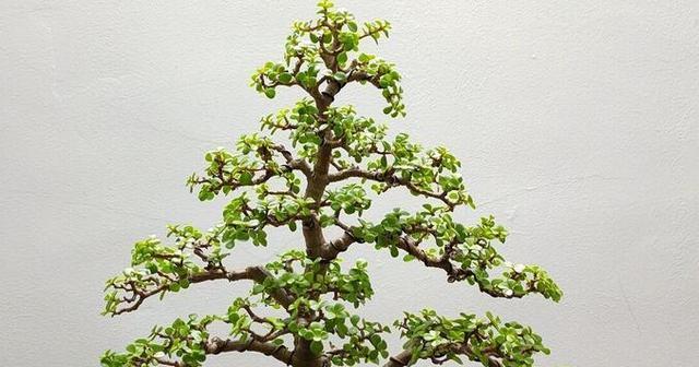 金枝玉叶的开花频率怎么样？金枝玉叶的生长习性与护理技巧有哪些？