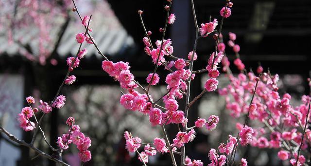 以兰花和竹子寓意的美好世界（兰花与竹子）