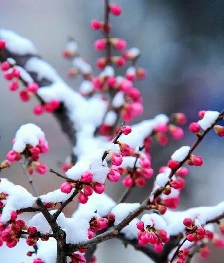 梅花（以梅花为象征）