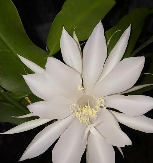 花语之美（揭秘花海中的秘密语言）