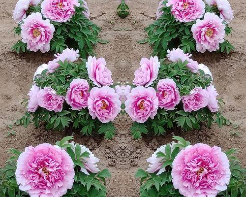 牡丹花的象征与魅力（探寻牡丹花的历史渊源和文化内涵）