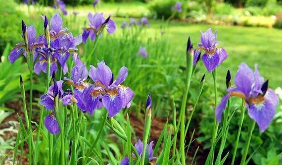 蒲公英与鸢尾花（蒲公英的花语）