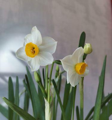 水仙花的优美与寓意（探秘水仙花的形态）