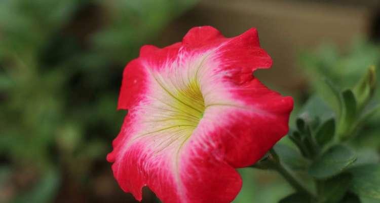 矮牵牛花（寓意深远）