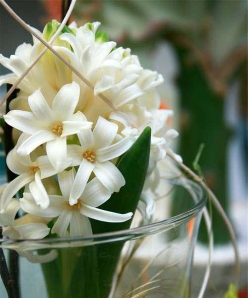 白风信子花语与爱情的秘密（探索白风信子的浪漫花语）