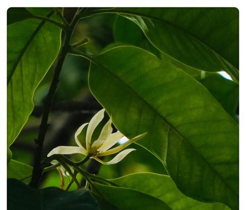 白兰花（探寻白兰花的神秘传说和深刻花语之意）