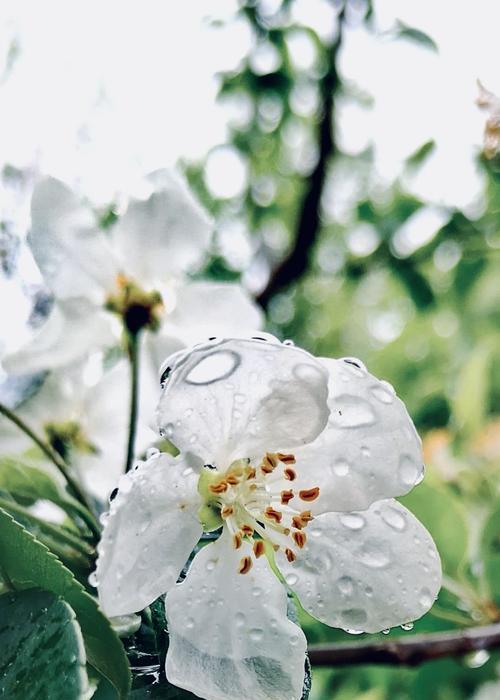 白色海棠花语（探索白色海棠花语的深刻内涵）