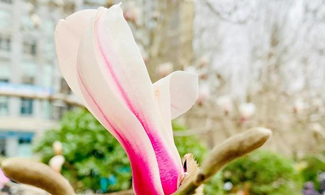 白玉兰花的花语与寓意（探索白玉兰花背后的深刻含义）