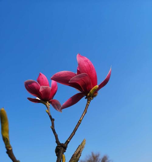 白玉兰花（在岁月河流中开放的美丽使者）