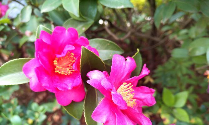 茶梅花语（优雅）