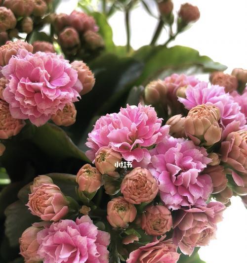 长寿花颜色寓意（揭开长寿花不同颜色的象征意义）