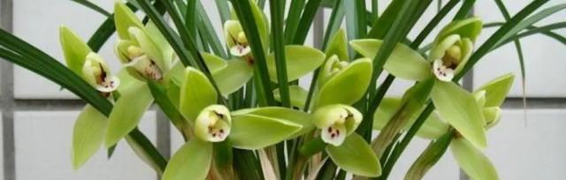 春兰花语和象征意义（了解春兰的花语和象征意义）