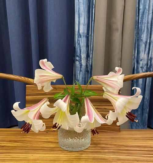 蝶花百合花语（用蝶花百合的花语解读自然与生命的奇迹）
