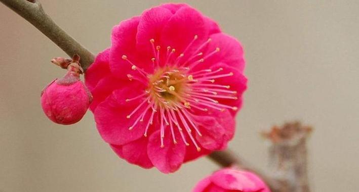 冬日梅花的意义与魅力（寒冬中绽放的希望与坚韧）