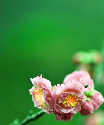 冬天梅花的独特魅力（冬日盛放的美丽梅花）