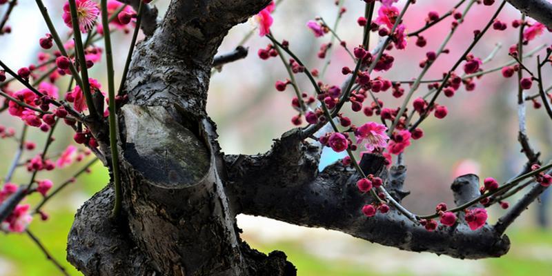 冬天梅花的美丽与特点（寒冬中的芬芳与坚韧）