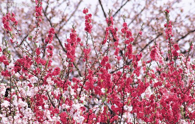 粉色梅花花语（用粉色梅花诉说情感的力量）
