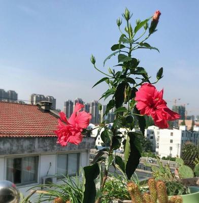 扶桑花叶子小的意义（探索扶桑花叶子的微小之美）