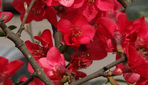 格里海棠海棠花的美丽与意义（探索格里海棠花的历史）