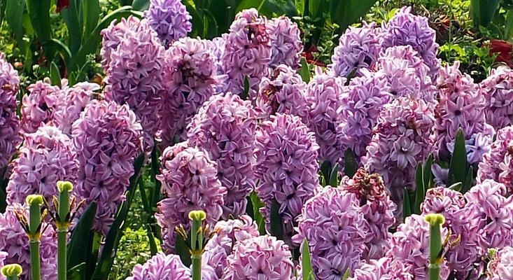 风信子的花语与意义（领略花海中的柔情与希望）