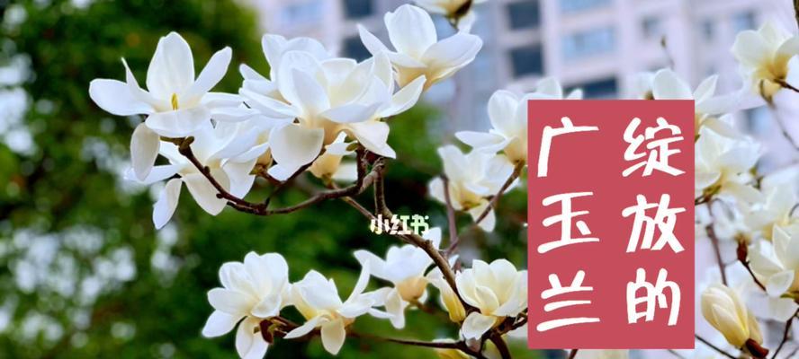 广玉兰花的象征意义（传承千年的美丽与坚韧）