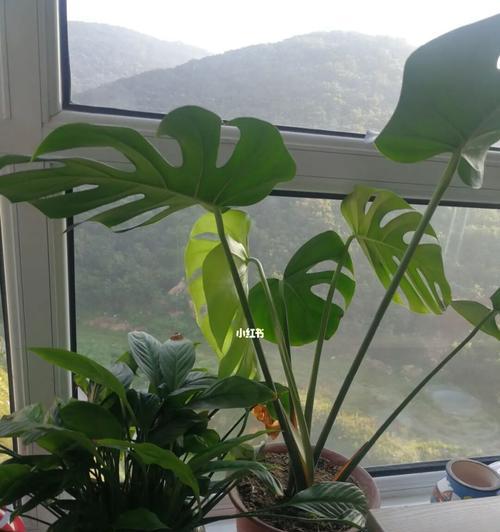 以龟背竹的花语——坚持与繁荣（观赏龟背竹）