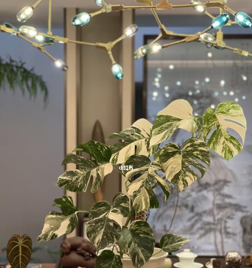 龟背竹的花语及其寓意解读（探索龟背竹的花语）