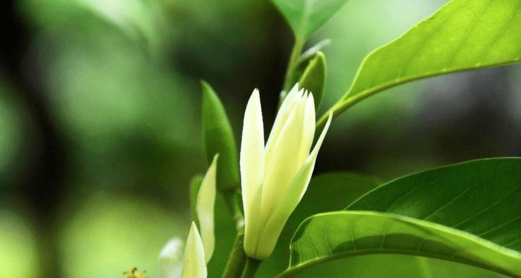含笑花有什么意义及象征？含笑花的寓意及文化价值是什么？