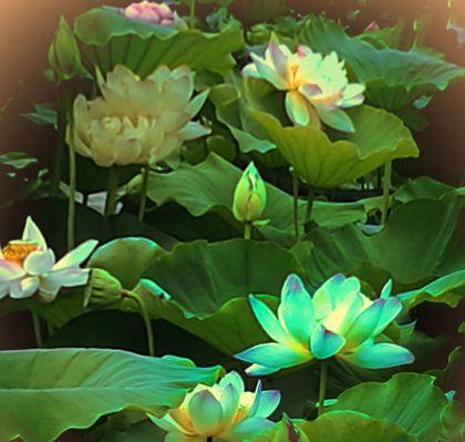 荷花的花木花语为什么寓意传承？凝望于湖畔的诗意之花是什么？
