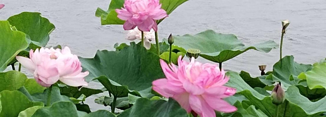 荷花花语是什么？荷花的神秘是什么？