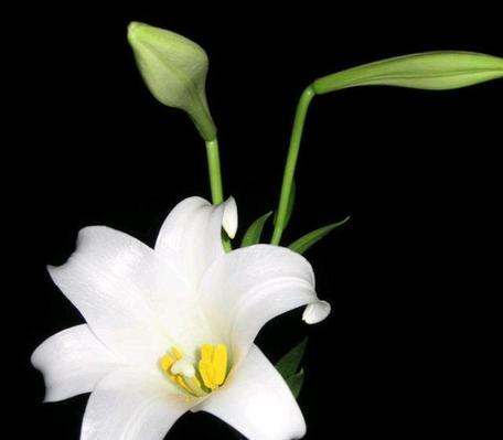 黑色风信子花语是什么？黑色风信子有什么意义和传说？