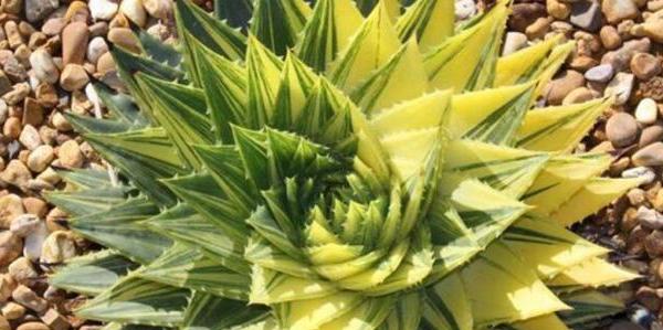 红叶芦荟的花语与寓意有哪些？红叶芦荟的神秘面纱是什么？