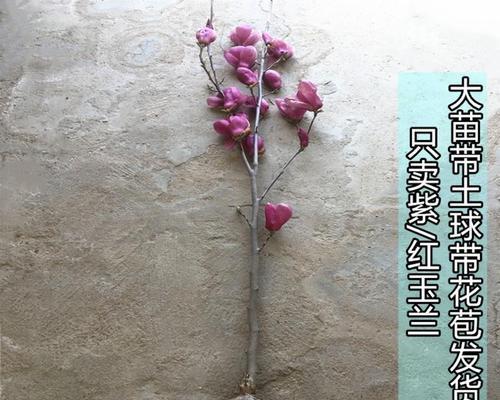 红玉兰花的寓意与象征有哪些？红玉兰花的深层含义是什么？