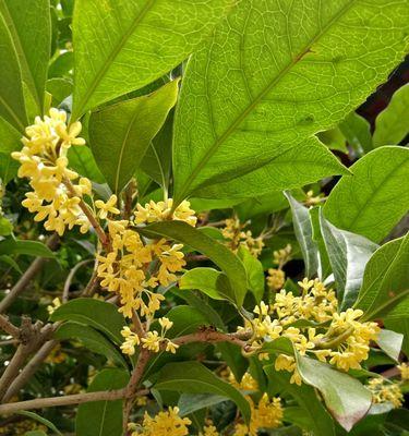家里种桂花的寓意是什么？桂花为什么芬芳？