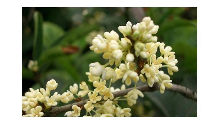 金桂花树花语是什么？传达爱与美的香气是什么？