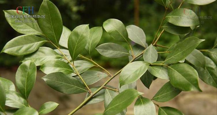 冬青科植物——绿色世界的常青之美（探秘冬青科植物的树种）