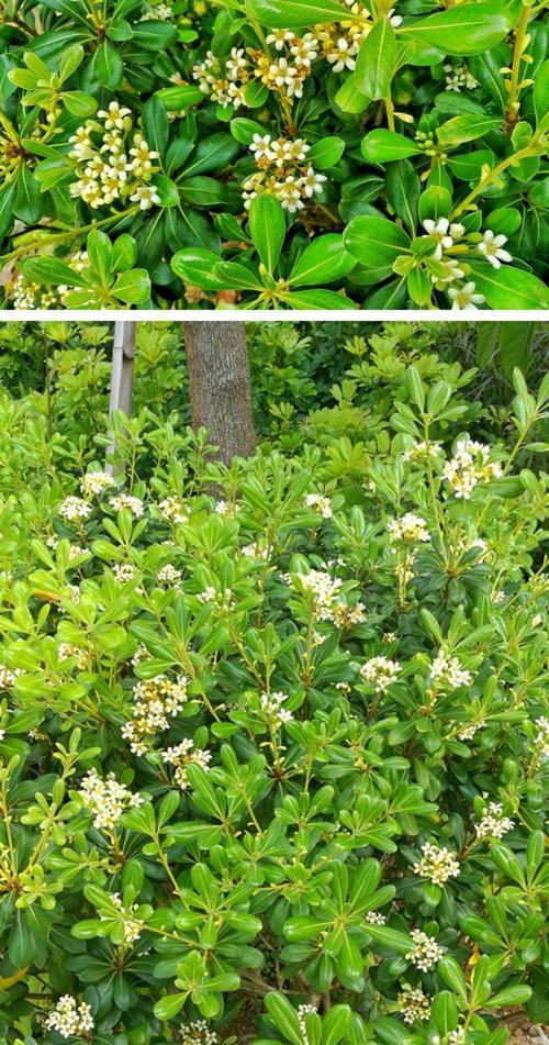 冬青开花时间及特点（冬青开花月份）