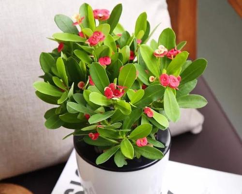 冬季花卉大揭秘（揭秘冬季花卉的颜色）