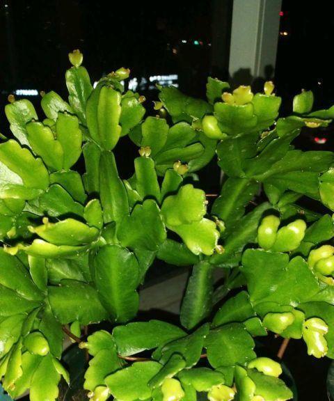 冬季种植的最佳选择（寒冬里的绿意生机）