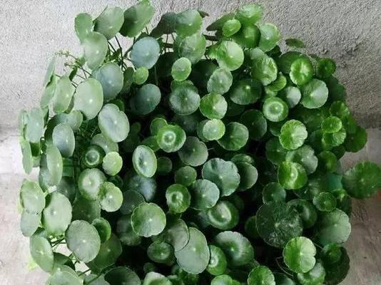 豆饼水的适用性与营养价值（浇花好帮手）