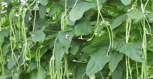 无架豆角的种植方法和时间（打造无架豆角园）