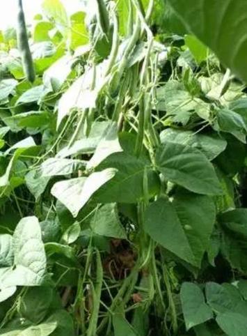 长豆角如何施肥才最好（为你揭秘长豆角肥料的选择与使用技巧）